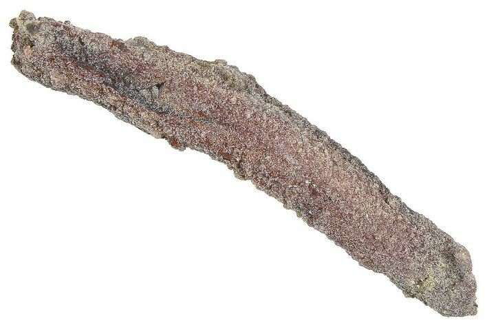 Devonian Petrified Wood (Callixylon) Section - Oldest True Wood #363301